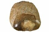 Polished Dinosaur Bone (Gembone) Section - Utah #151478-1
